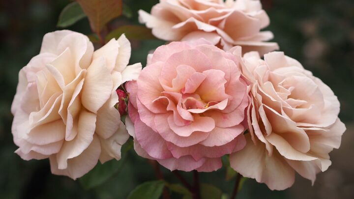 coffee flower festival — T.Kiya from Japan