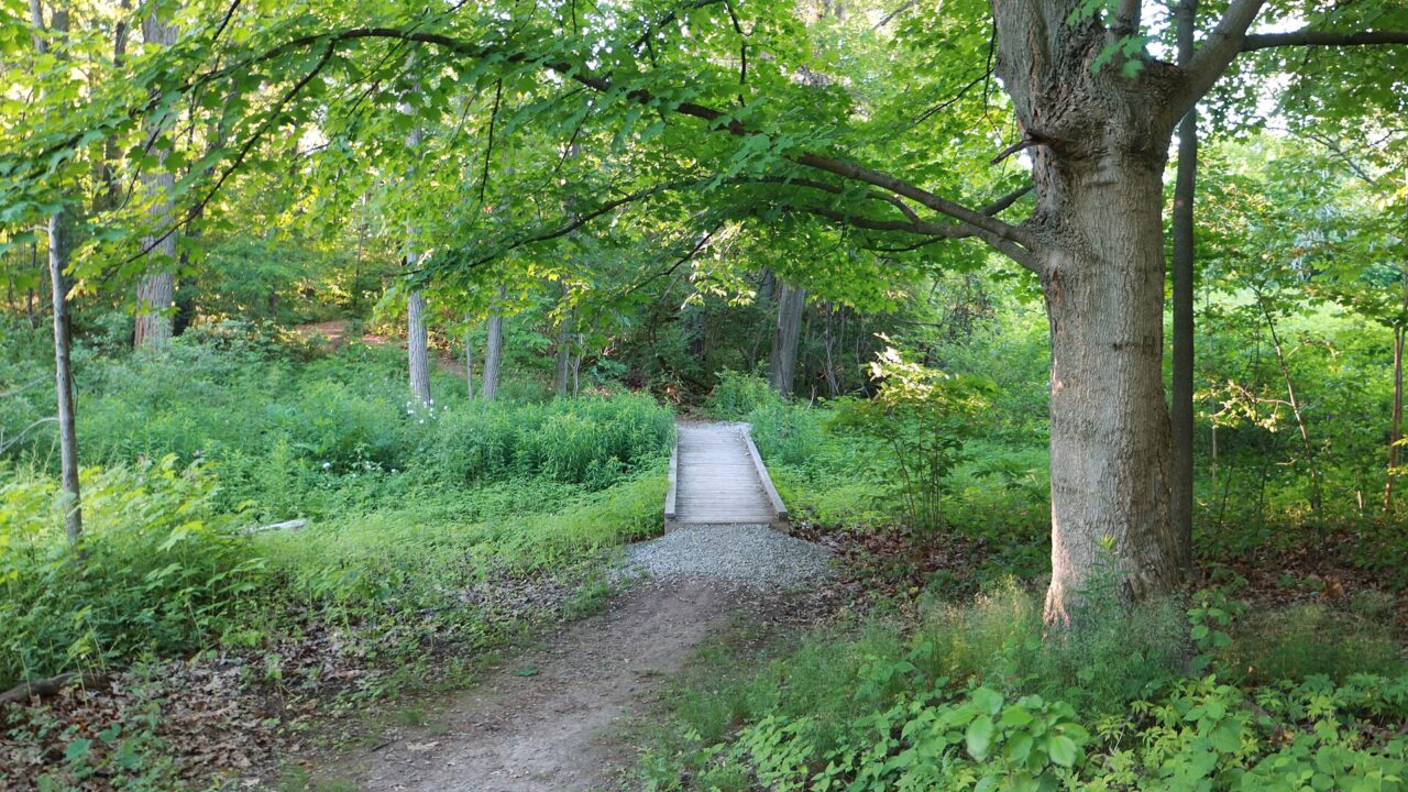forest hiking trail — Thomas Metaxas