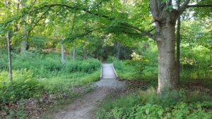 forest hiking trail — Thomas Metaxas
