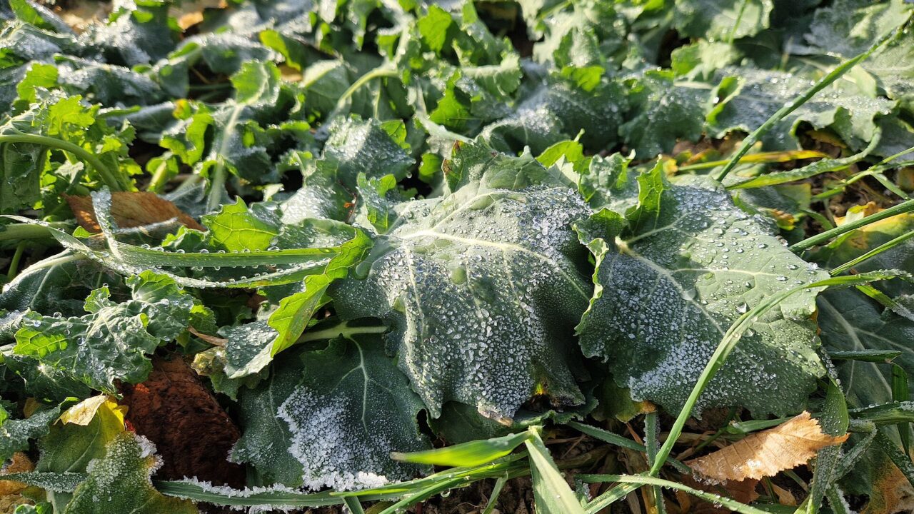 frost on leaves — Gerda Arendt