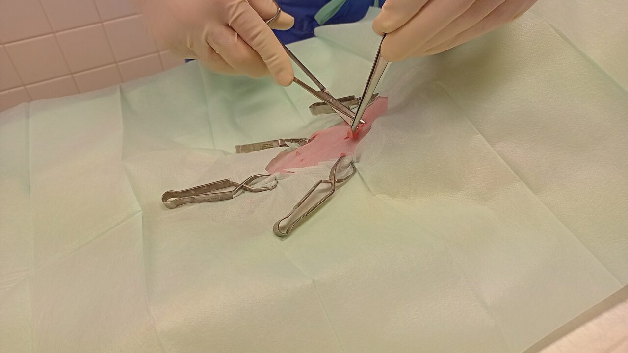 veterinarian spay surgery cat — Roquex