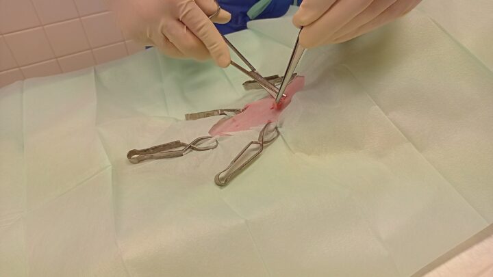 veterinarian spay surgery cat — Roquex